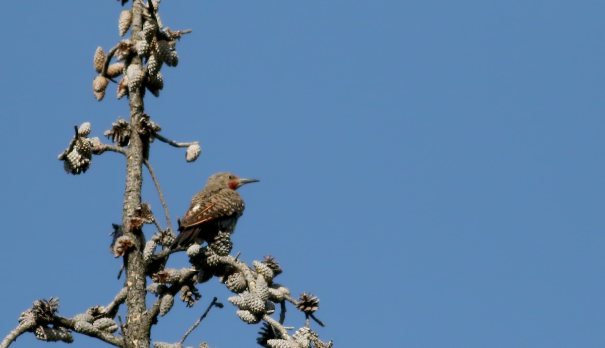 Northern Flicker (Red-shafted) - Jay McGowan