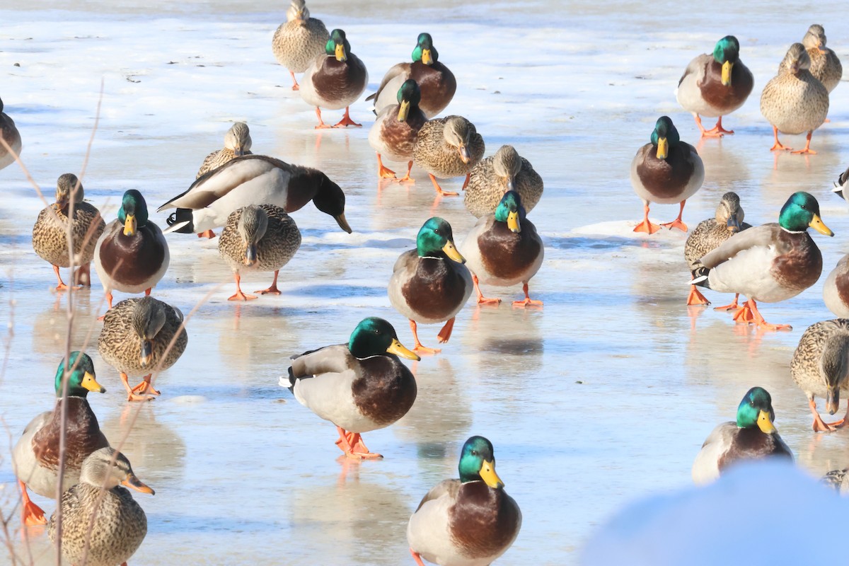 Кряква - ML651651510