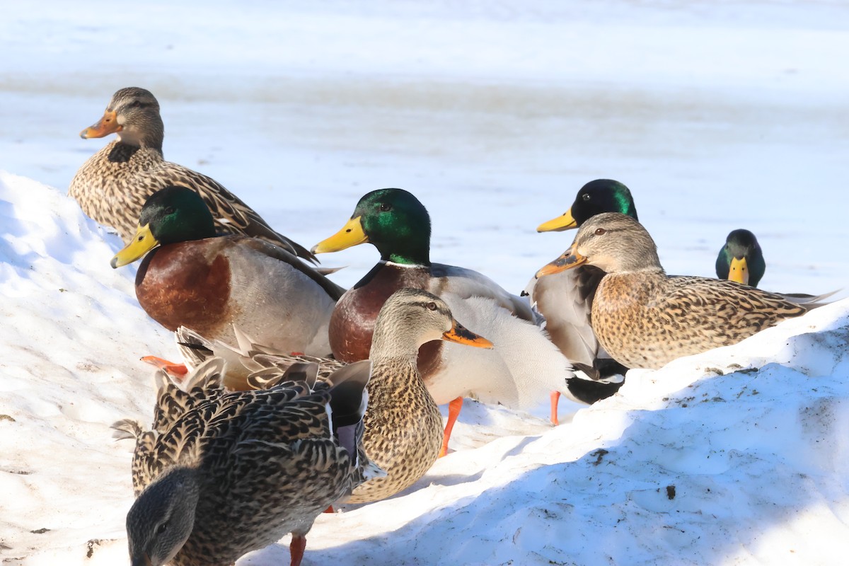 Кряква - ML651651535