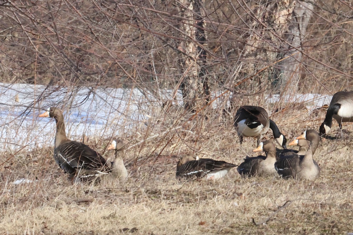 Белолобый гусь - ML651651562