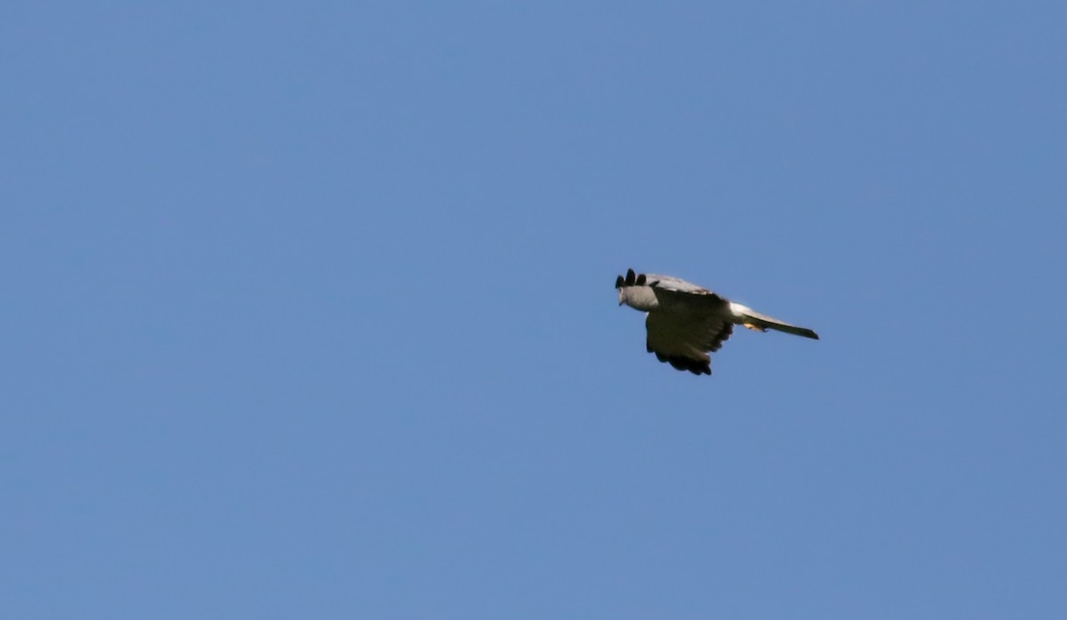 Northern Harrier - ML65165181