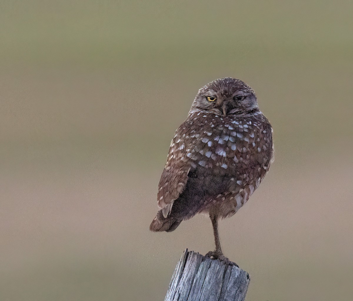Кроличий сыч - ML651651877