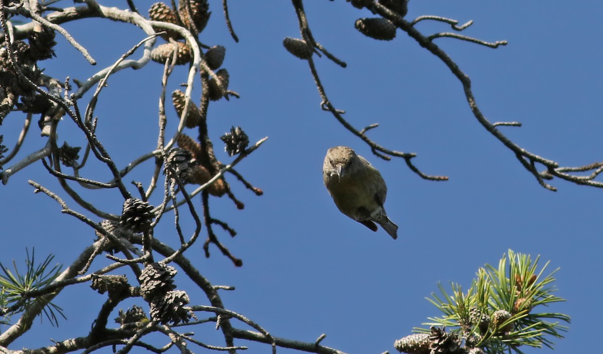 Cassia Crossbill - Jay McGowan