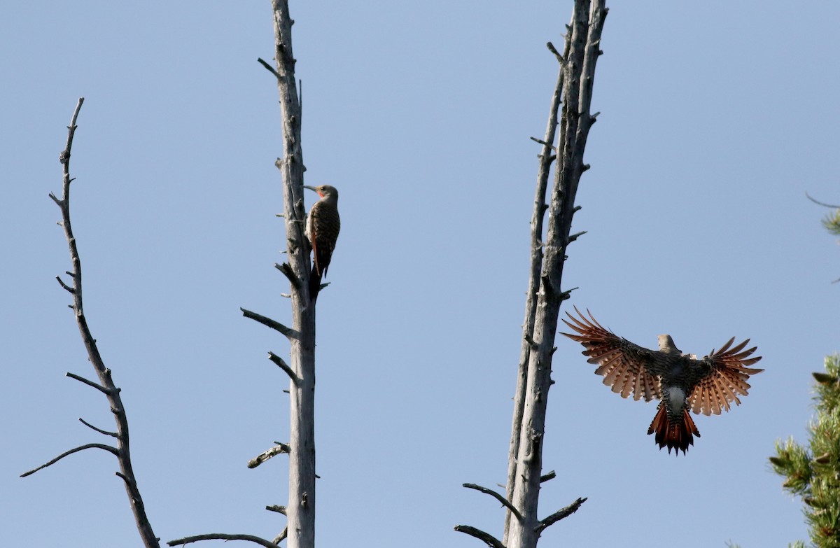 Northern Flicker (Red-shafted) - ML65165371