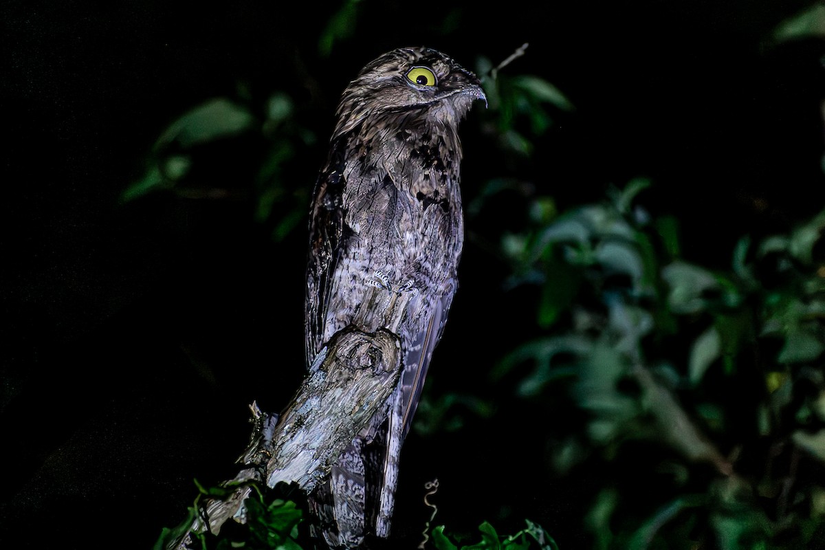 Common Potoo - ML651653816