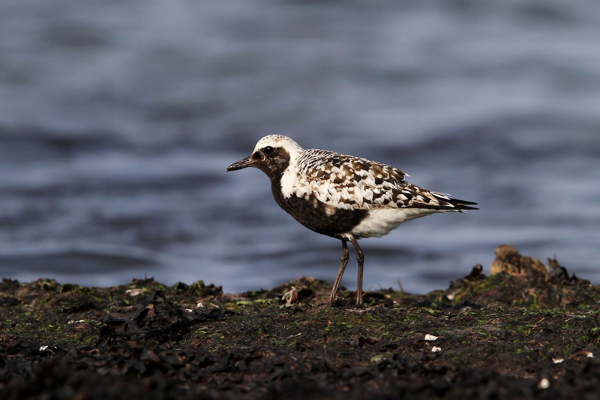 Black-bellied Plover - ML65165431