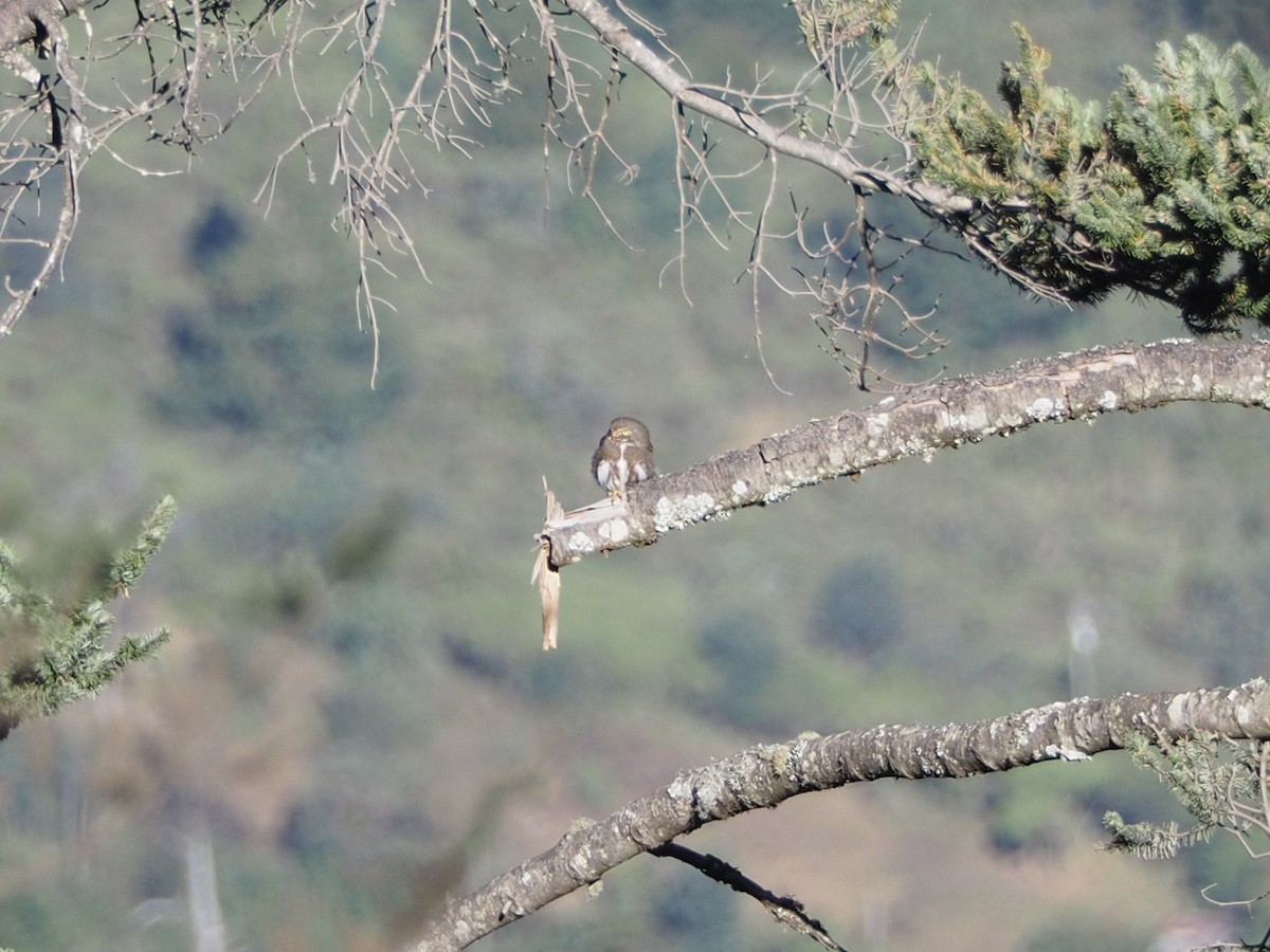 kulíšek mexický (ssp. cobanense) - ML651654565