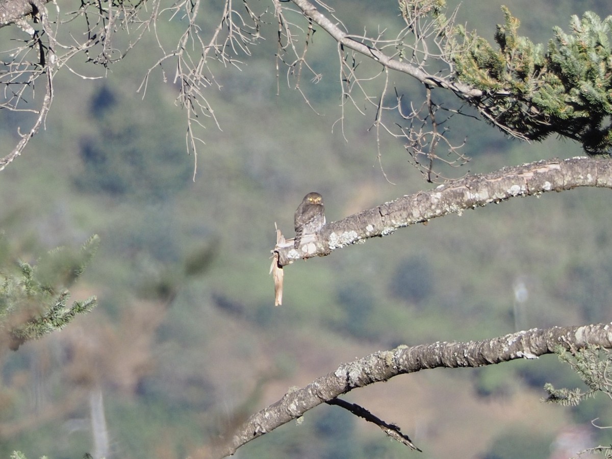 kulíšek mexický (ssp. cobanense) - ML651654566