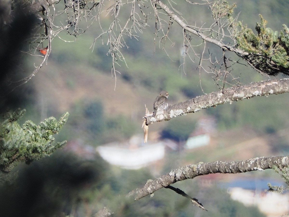 kulíšek mexický (ssp. cobanense) - ML651654567