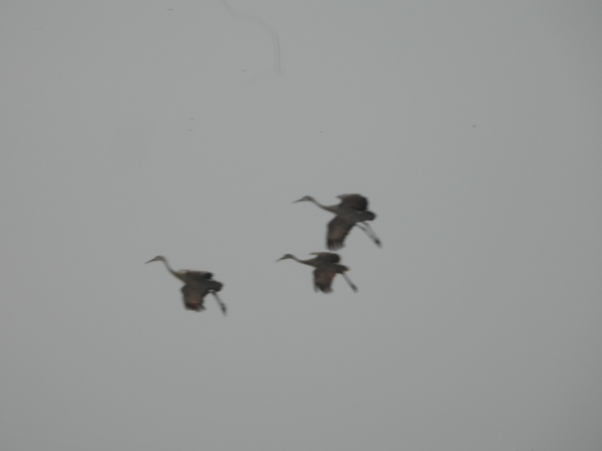 Kurrilo kanadarra - ML651654799