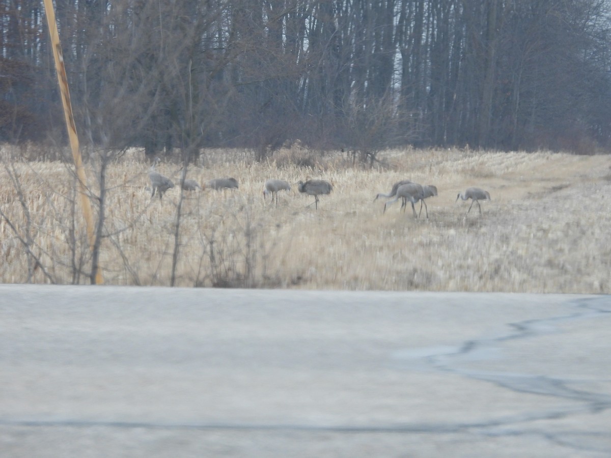 Kurrilo kanadarra - ML651654801