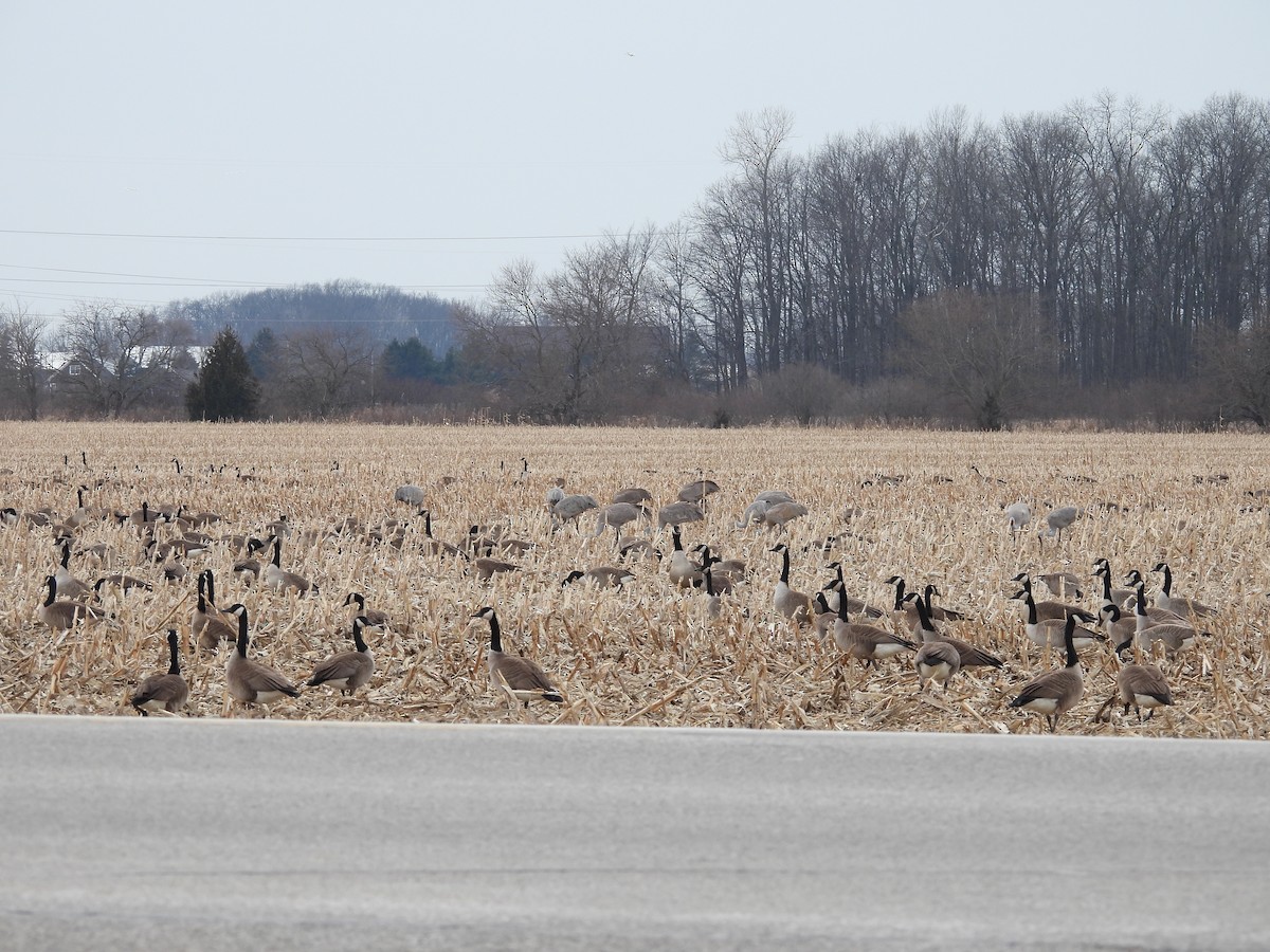 Kurrilo kanadarra - ML651654802