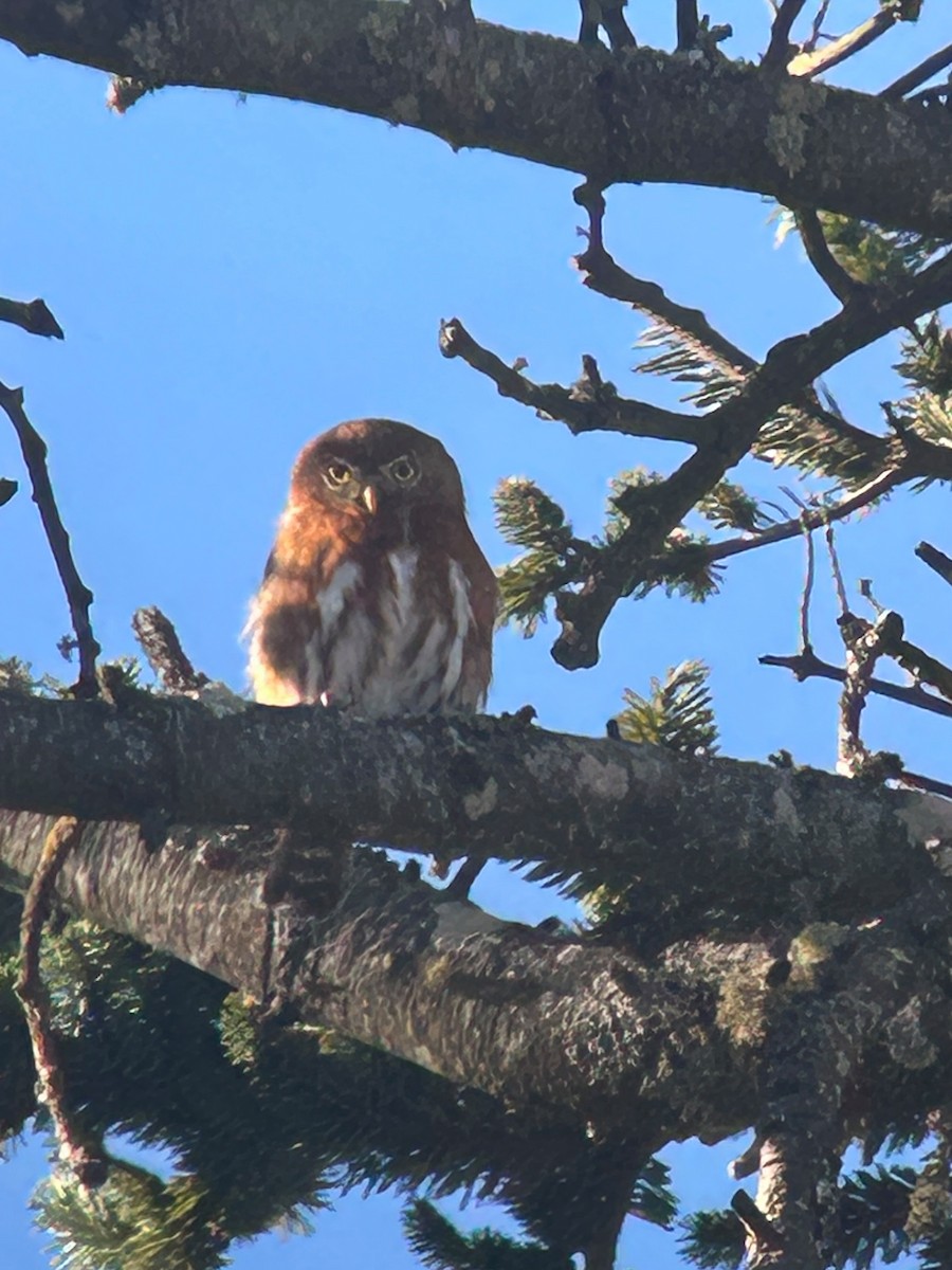 kulíšek mexický (ssp. cobanense) - ML651654886