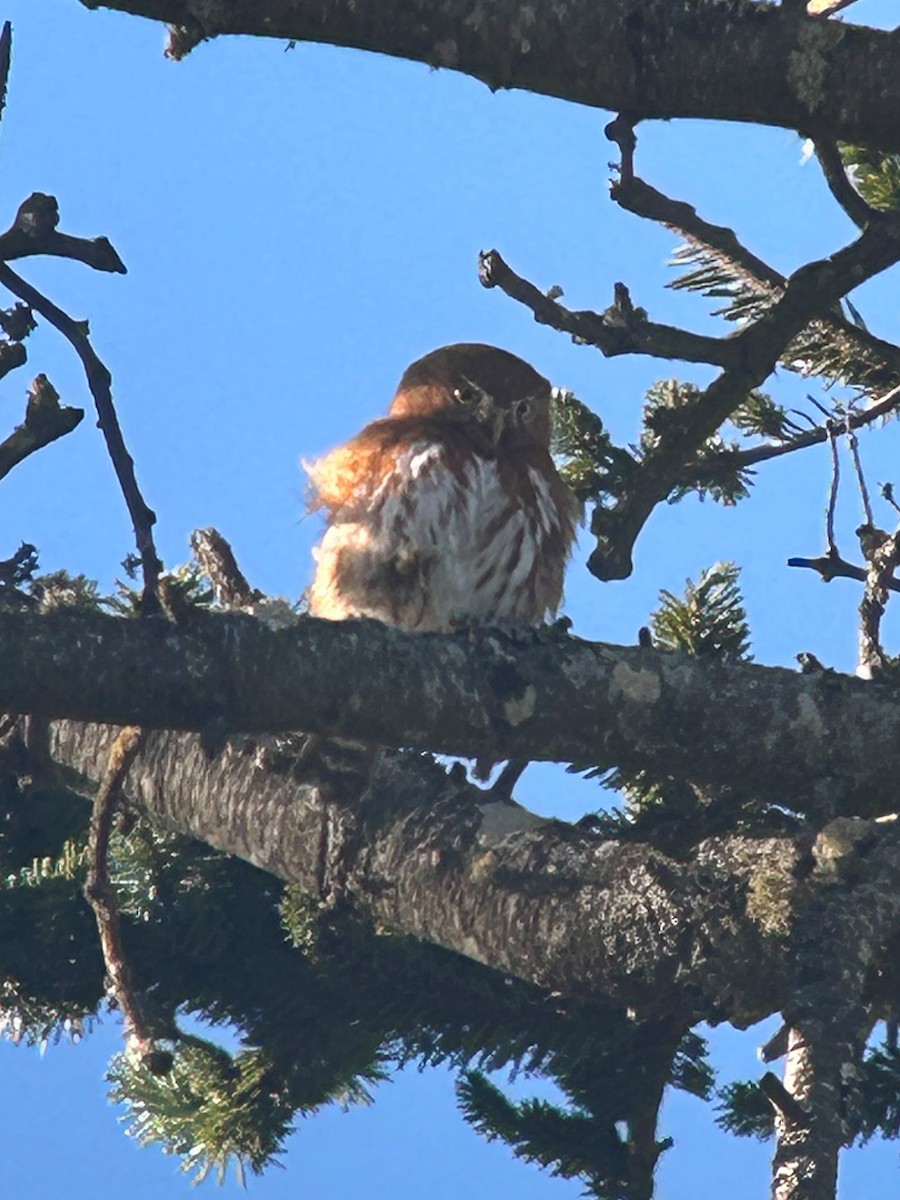 kulíšek mexický (ssp. cobanense) - ML651654887