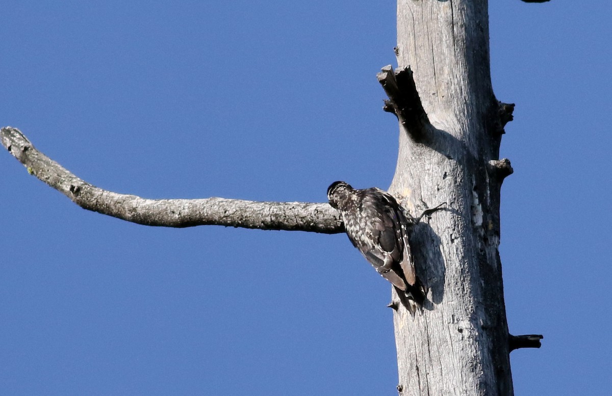 Red-naped Sapsucker - ML65165521