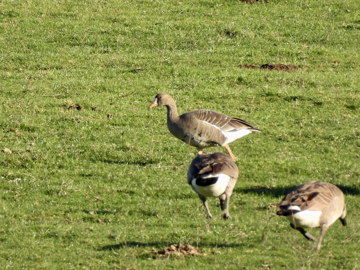 Greater White-fronted Goose - ML651655296