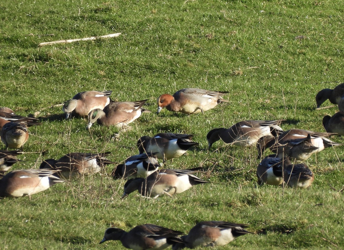 Eurasian Wigeon - ML651655304