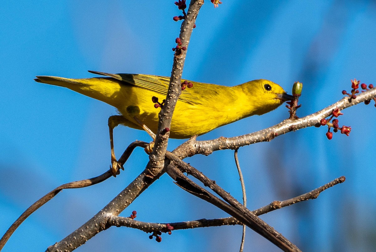 Goldwaldsänger - ML651656316