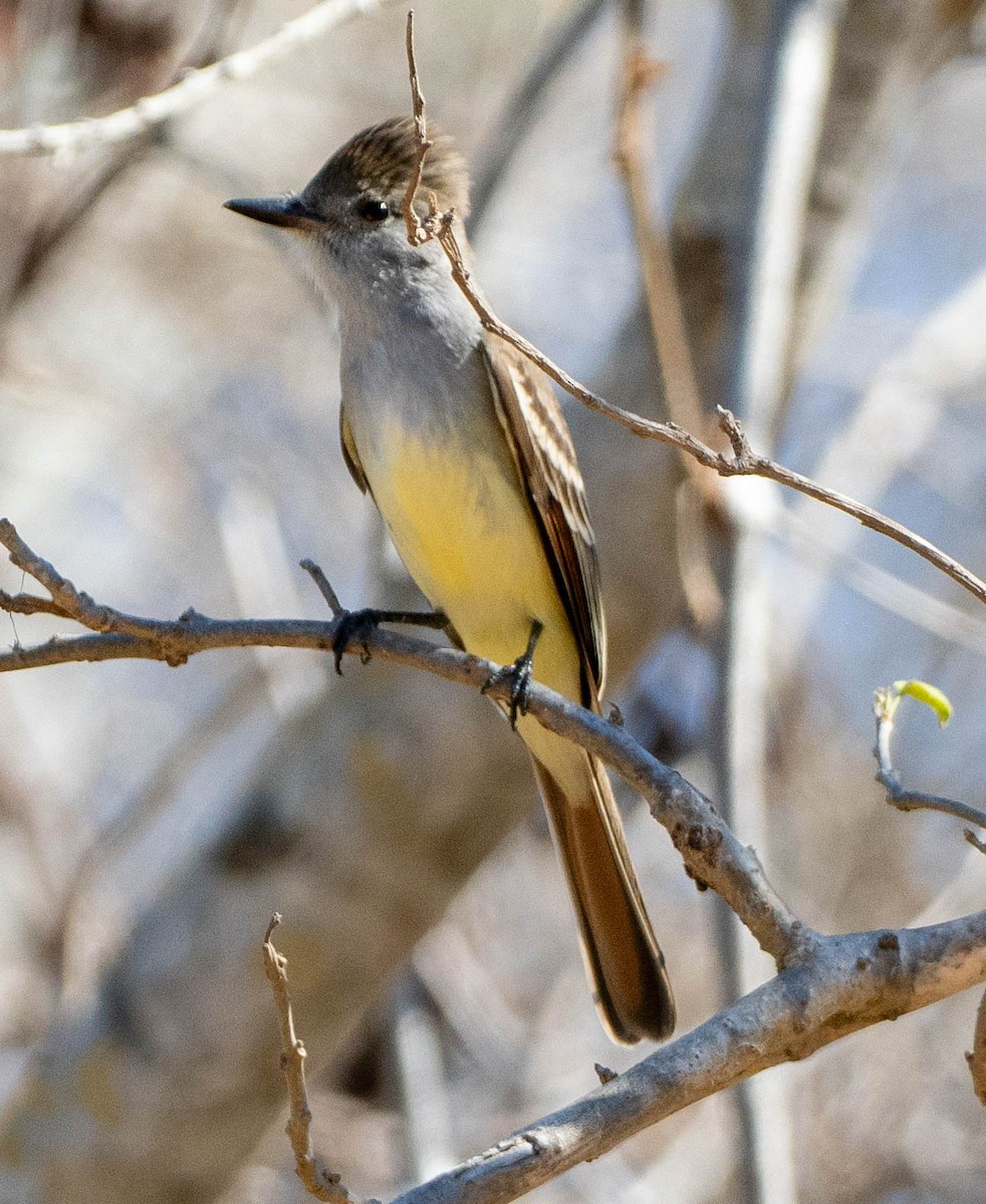 Braunschopftyrann - ML651656339