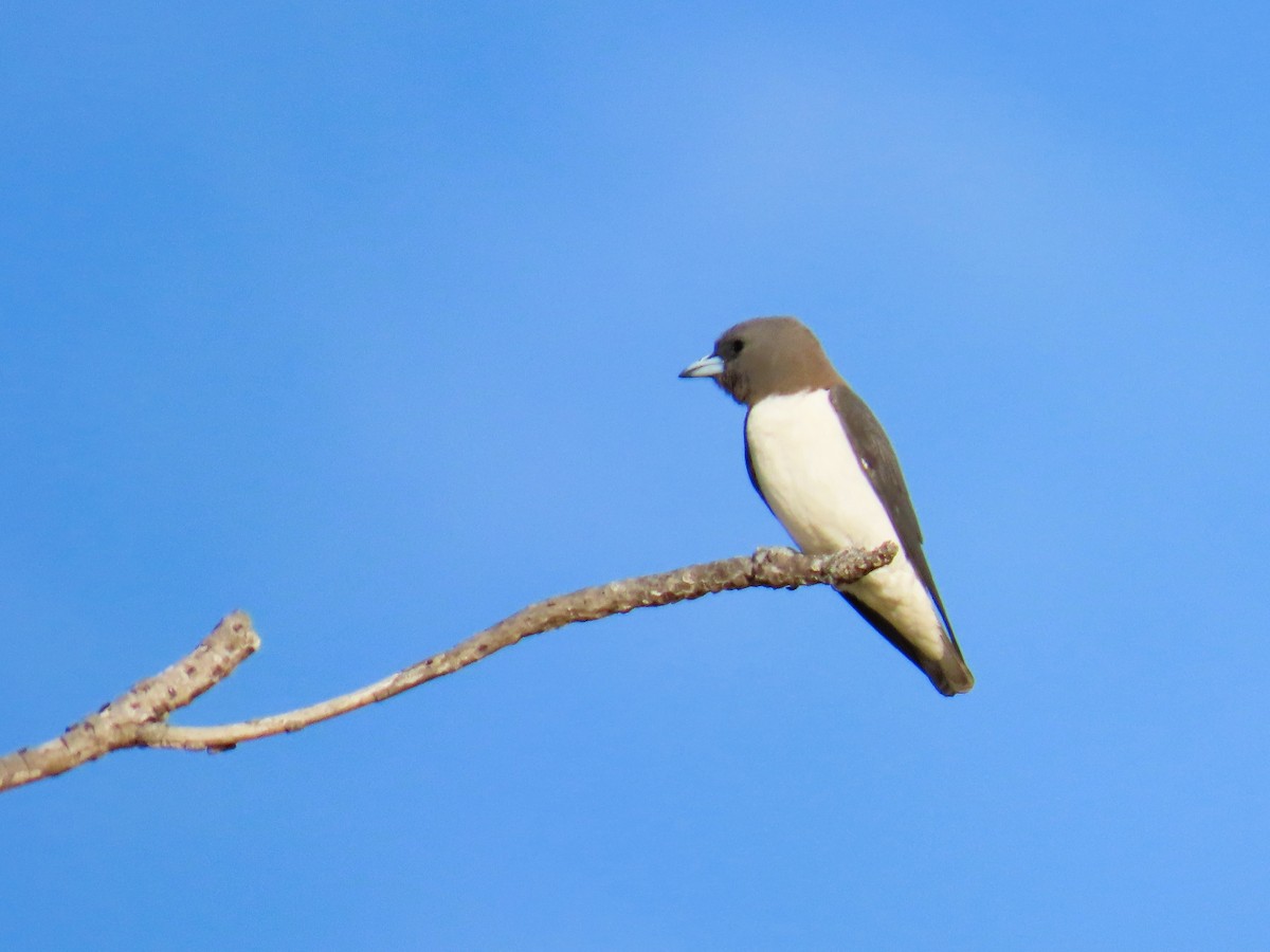 Белобрюхий артам - ML651657109