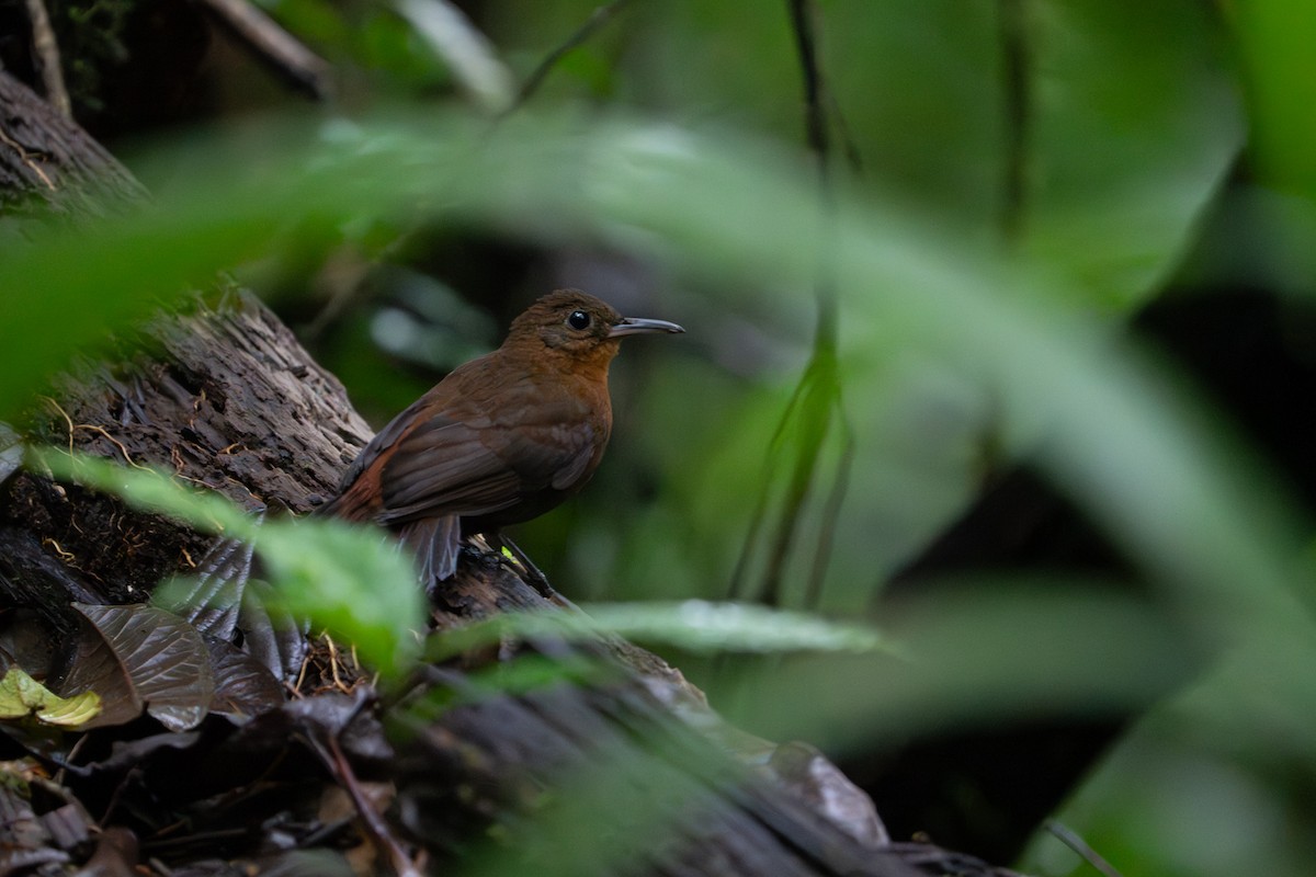 Tirahojas Mexicano - ML651657587