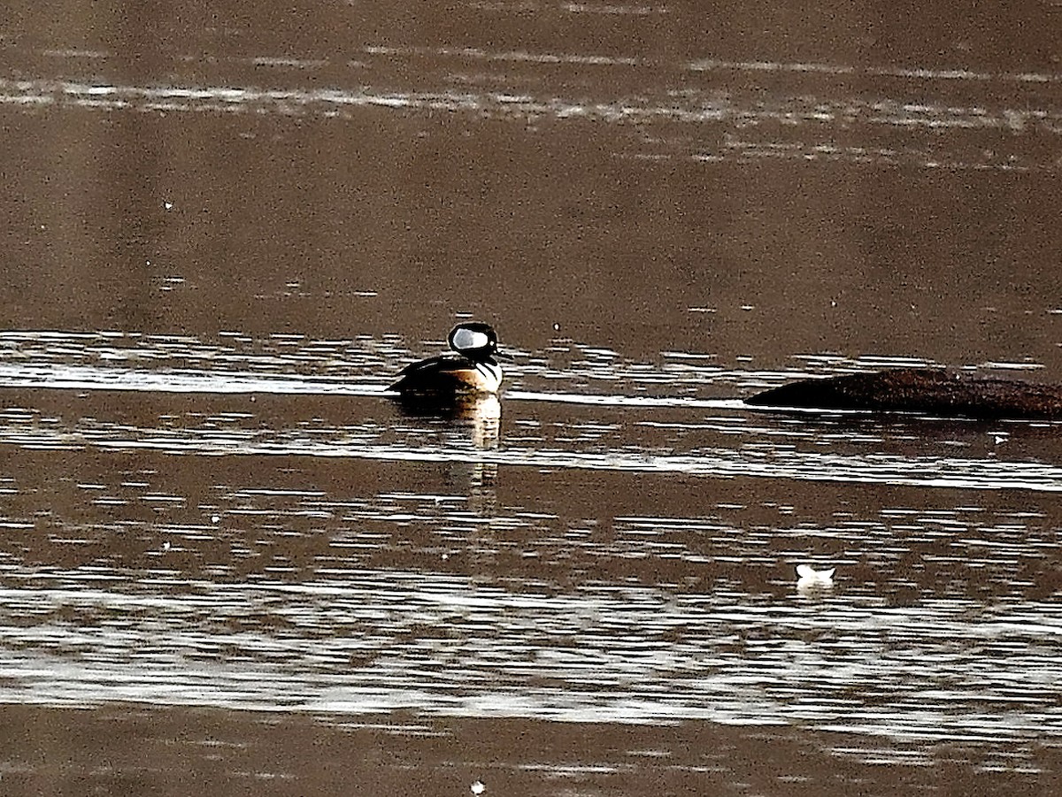 Капюшоновый крохаль - ML651657678