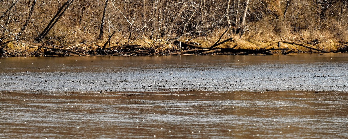 Капюшоновый крохаль - ML651657744