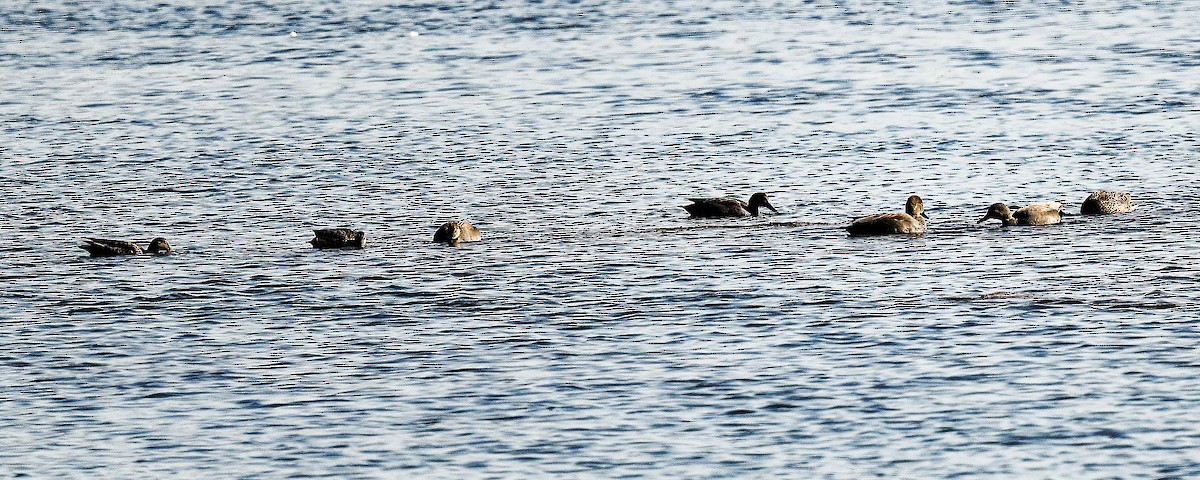 Серая утка - ML651657795