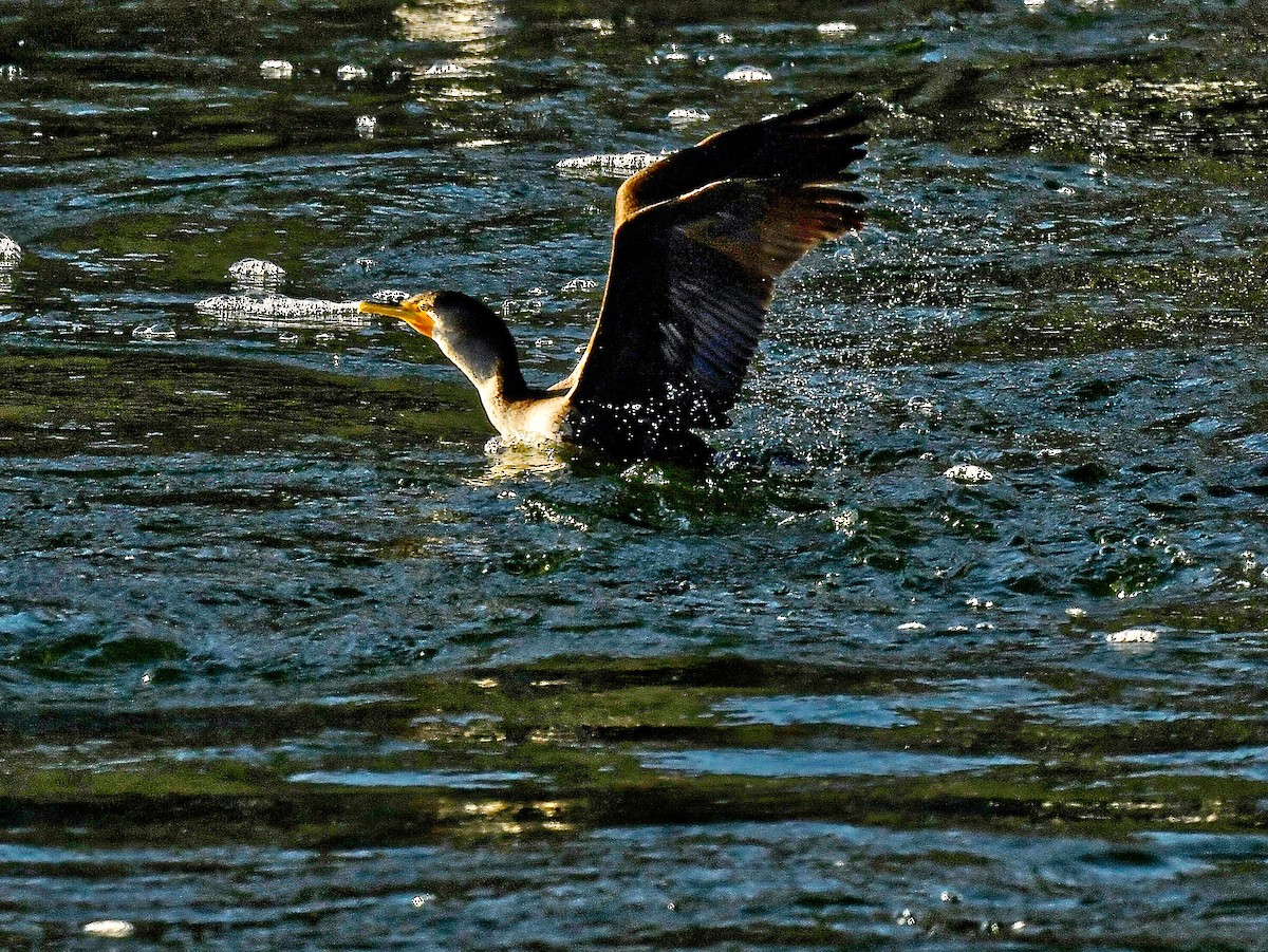 Ушастый баклан - ML651657859