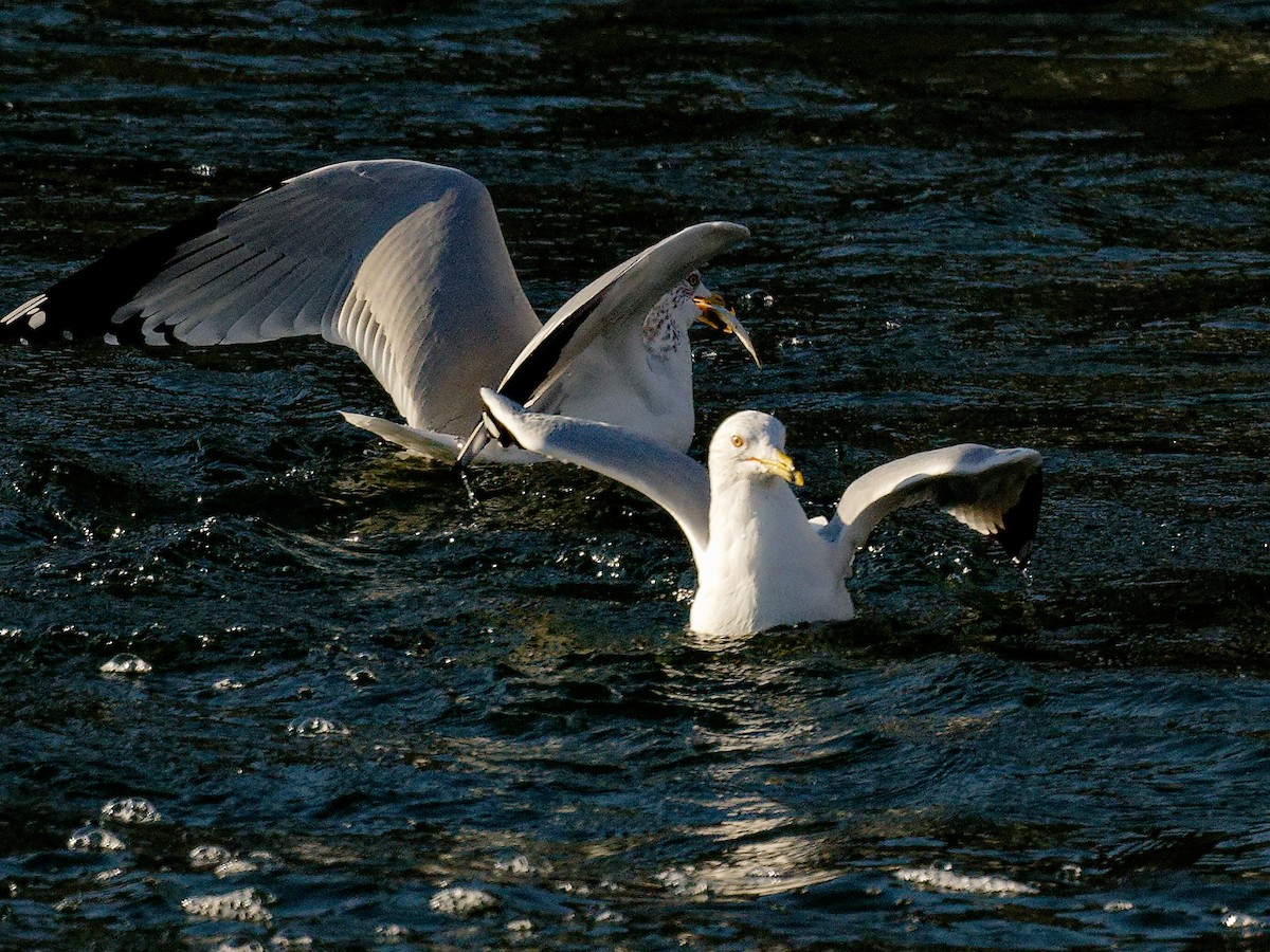Делавэрская чайка - ML651657876