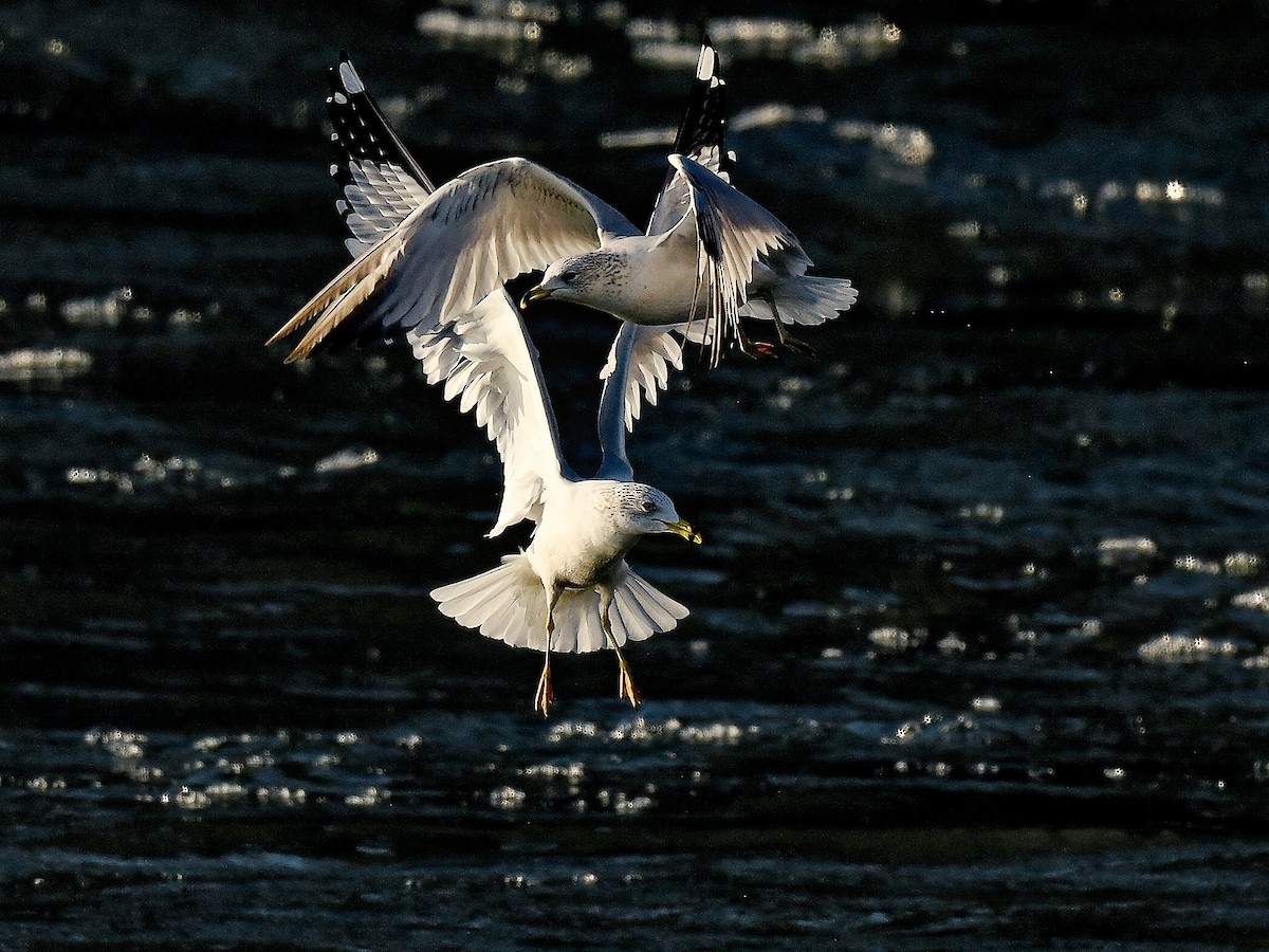 Делавэрская чайка - ML651657877