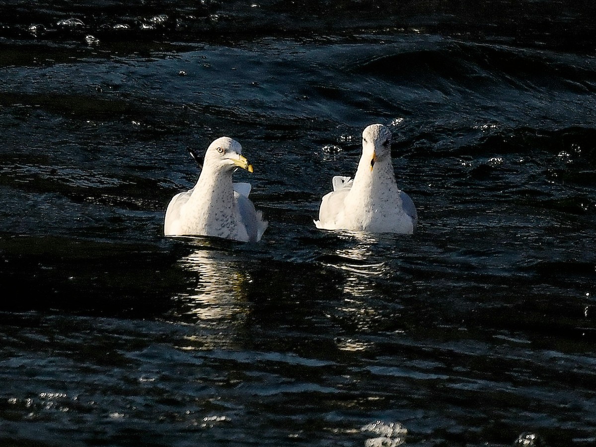 Делавэрская чайка - ML651657878
