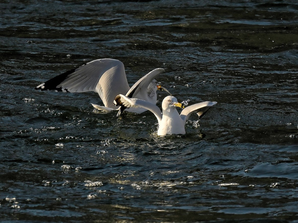 Делавэрская чайка - ML651657879