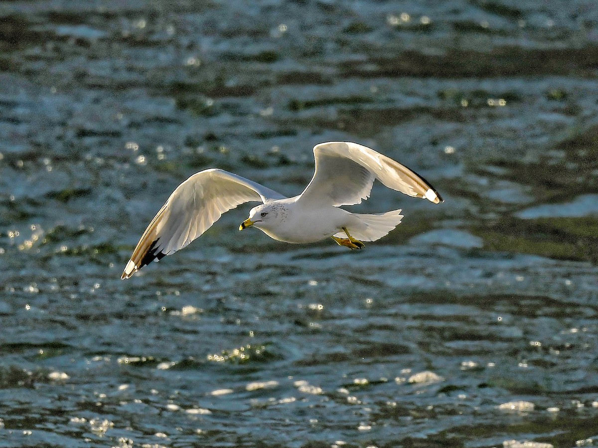 Делавэрская чайка - ML651657880