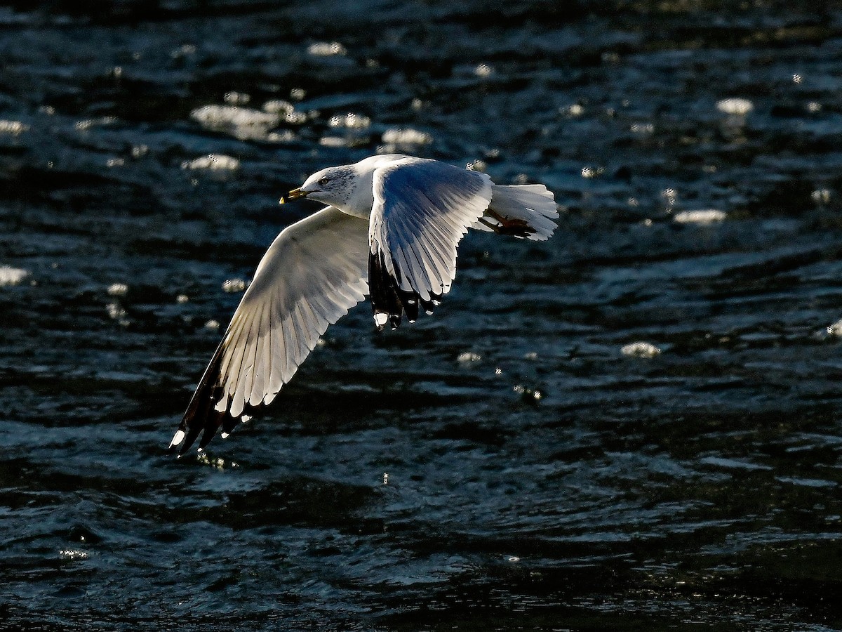 Делавэрская чайка - ML651657891