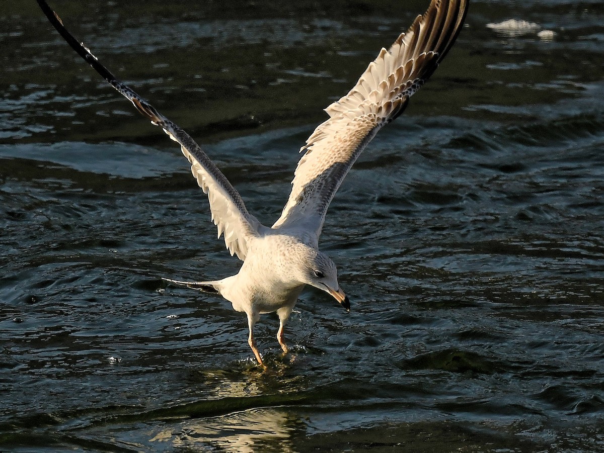 Делавэрская чайка - ML651657892