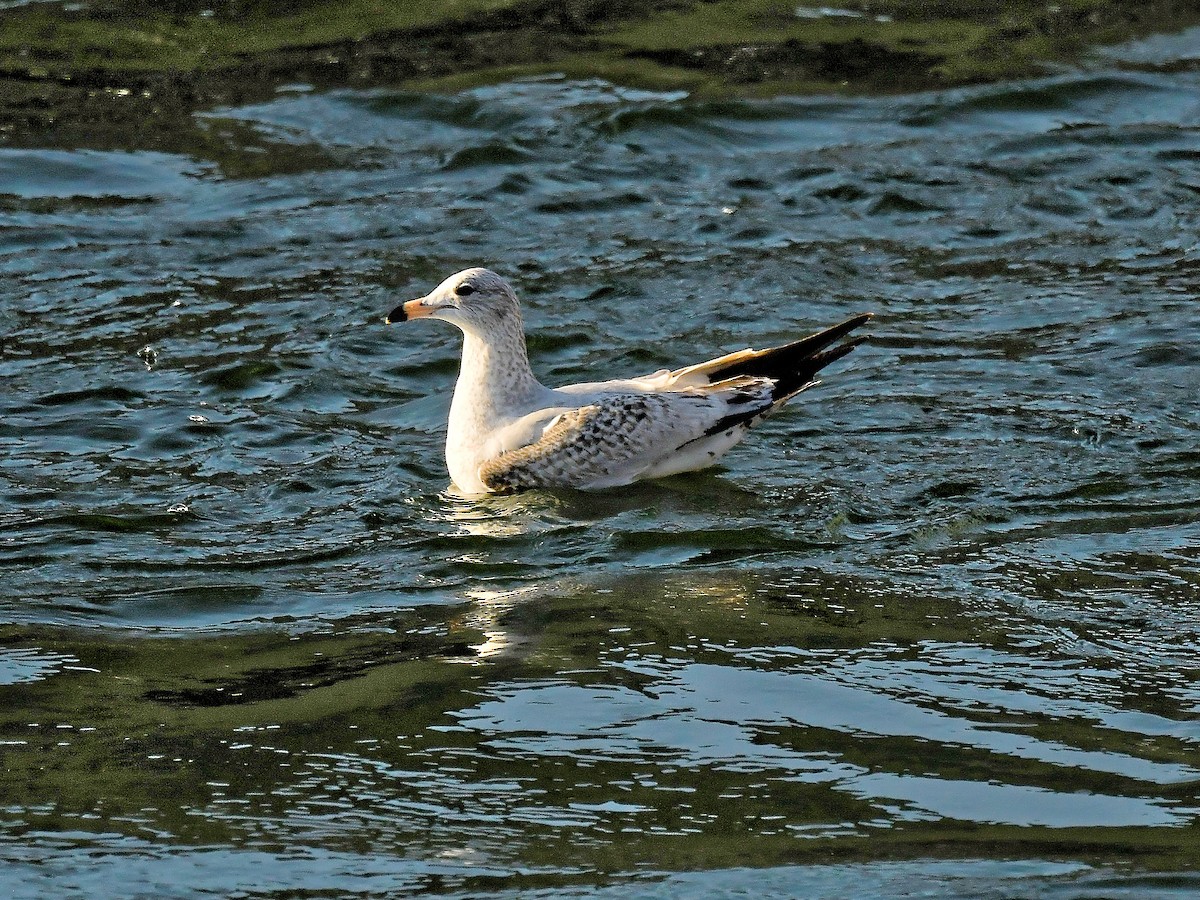 Делавэрская чайка - ML651657893