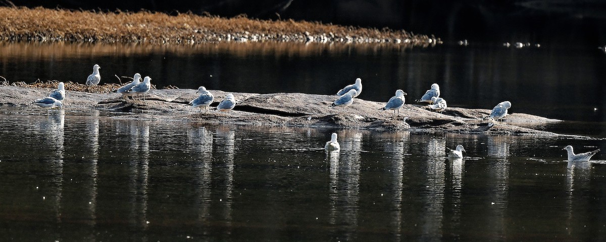 Делавэрская чайка - ML651657895