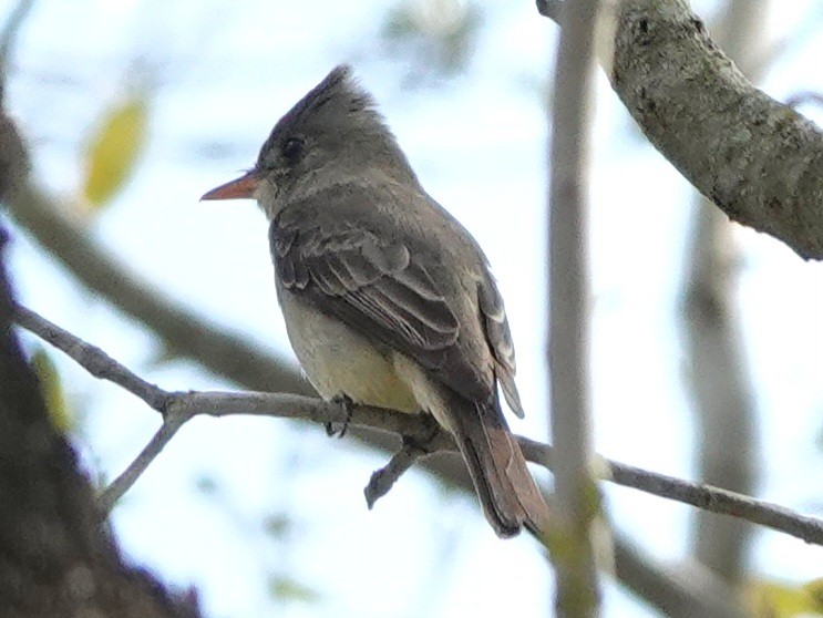 Greater Pewee - ML651658148