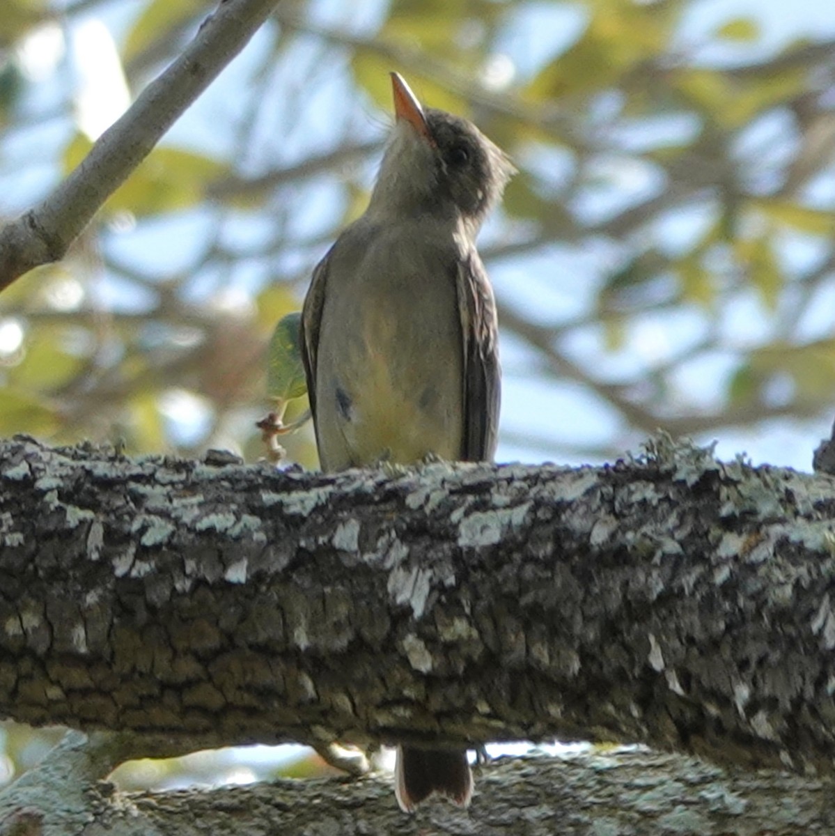 Greater Pewee - ML651658149