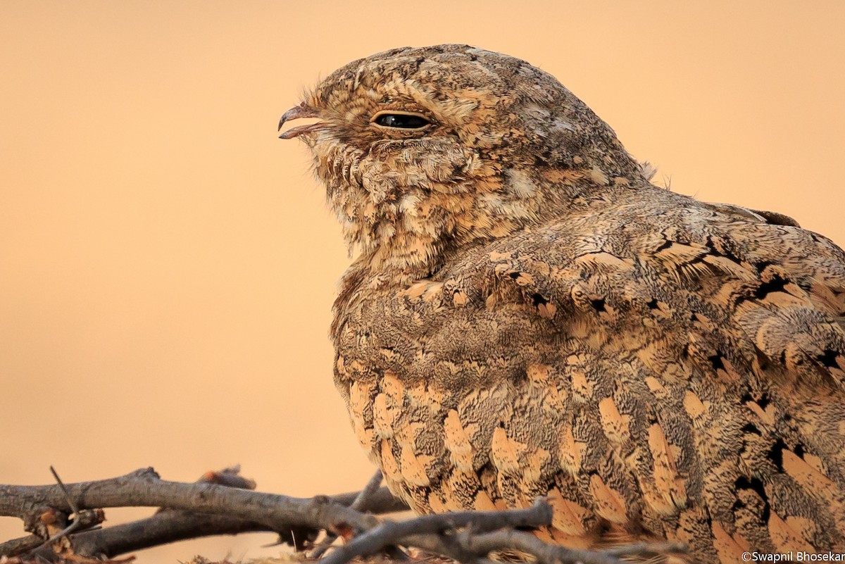 Egyptian Nightjar - ML65165821