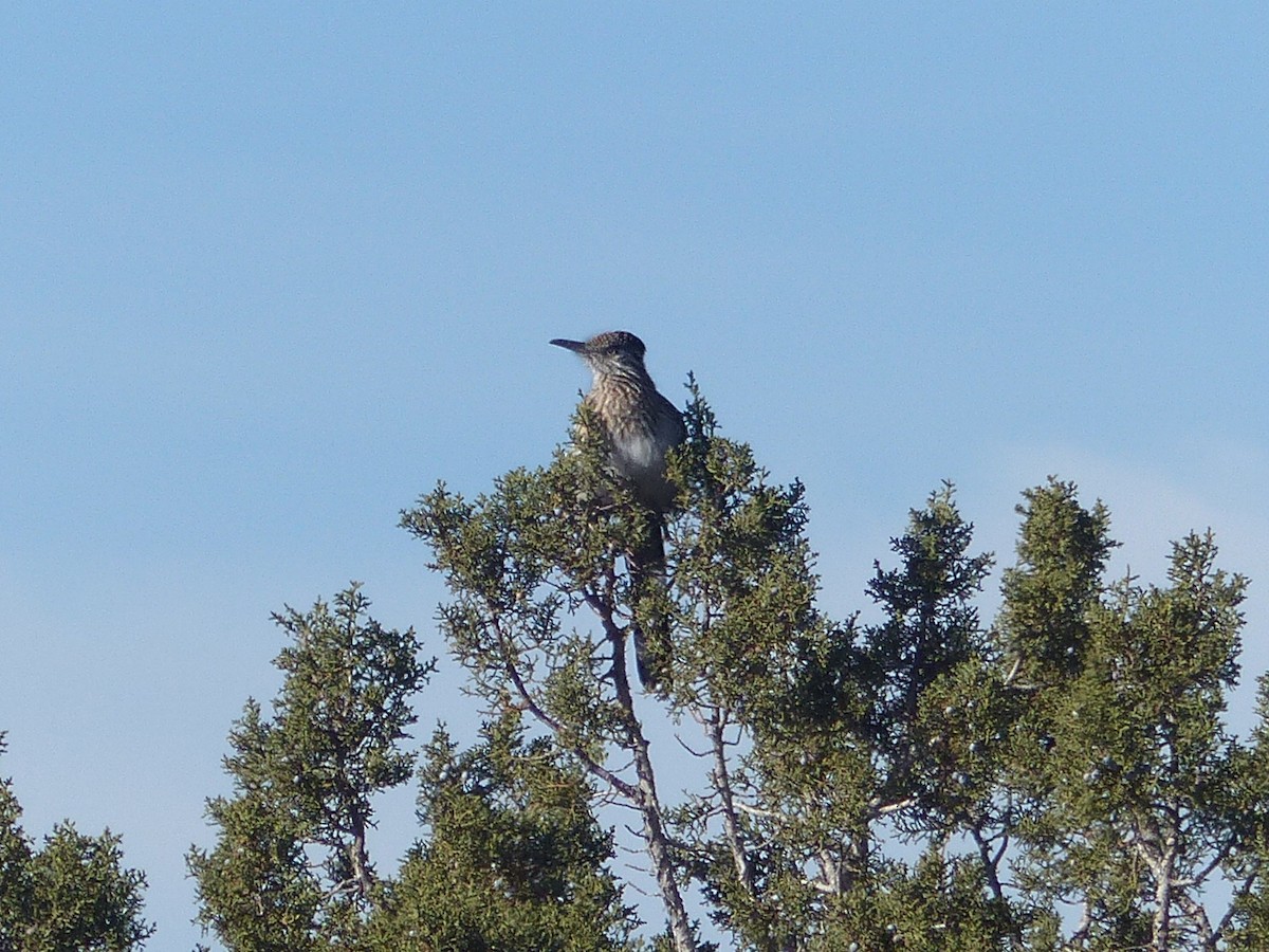 Greater Roadrunner - ML651659003