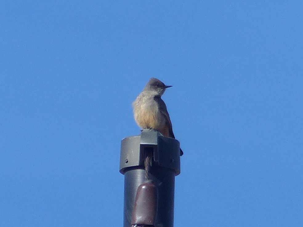 Say's Phoebe - ML651659013