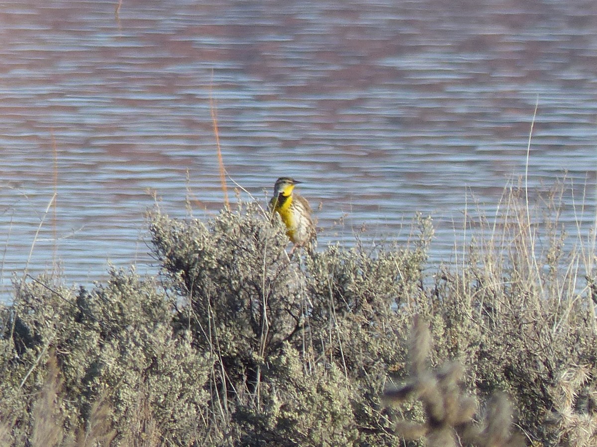 Western Meadowlark - ML651659030