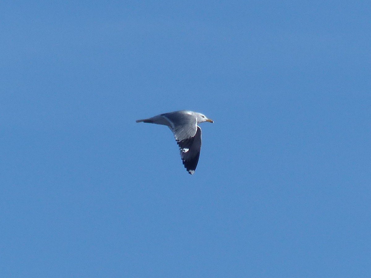 California Gull - ML651659347