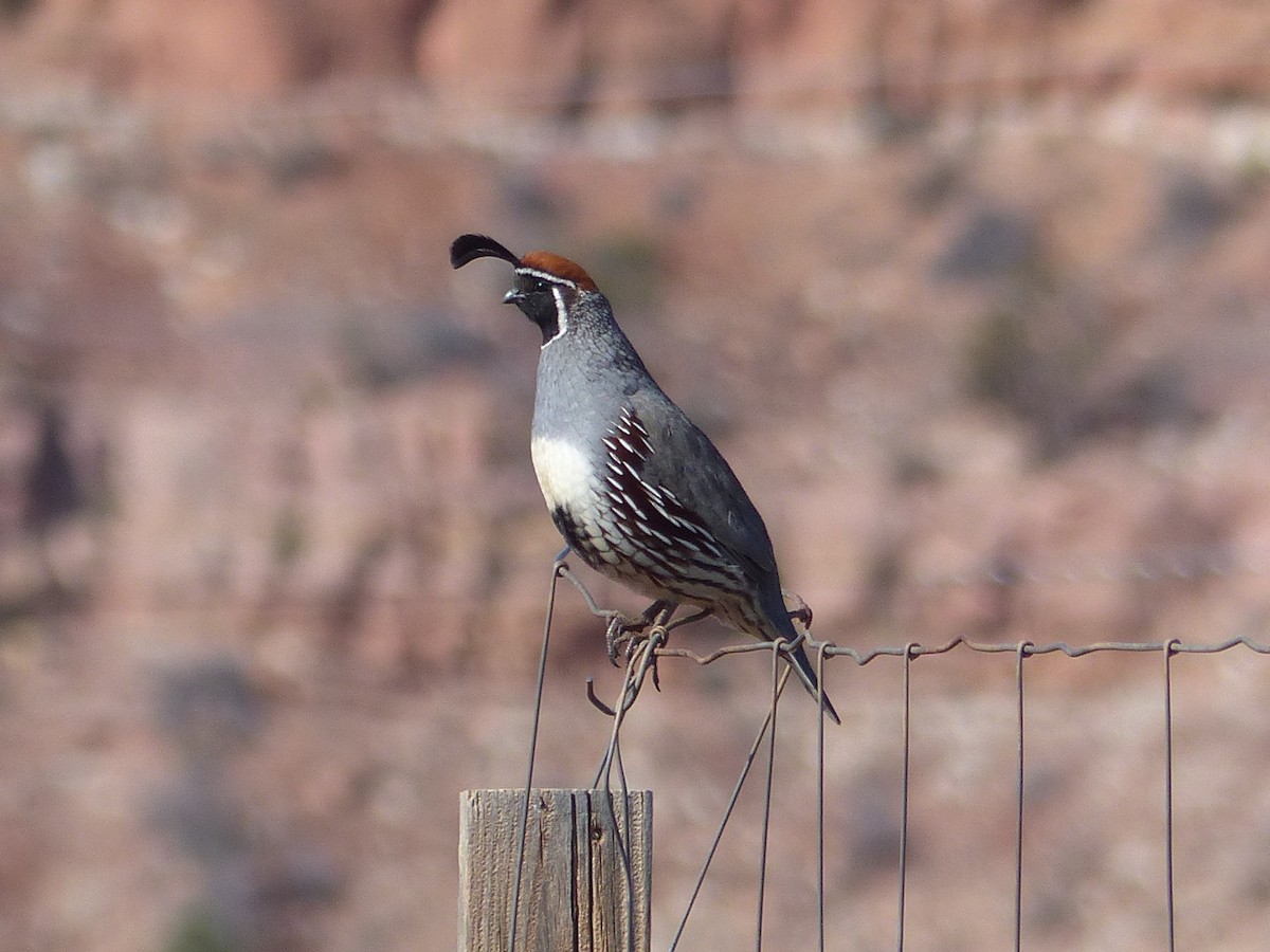 Gambel's Quail - ML651659632