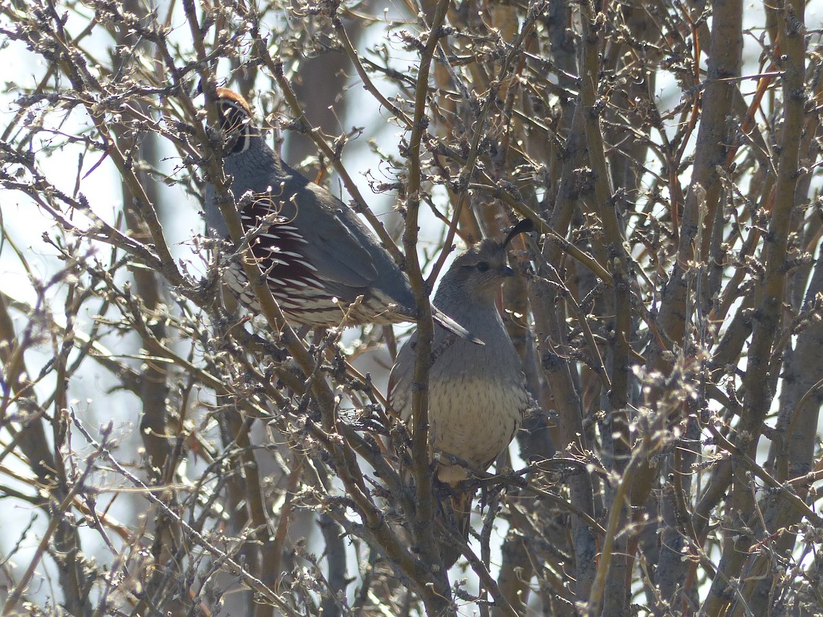 Gambel's Quail - ML651659639