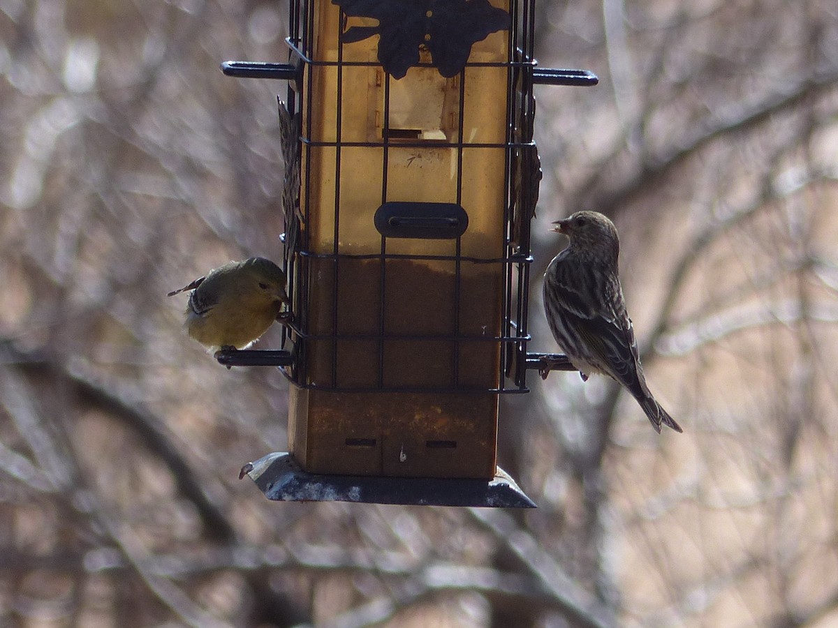 Pine Siskin - ML651659675