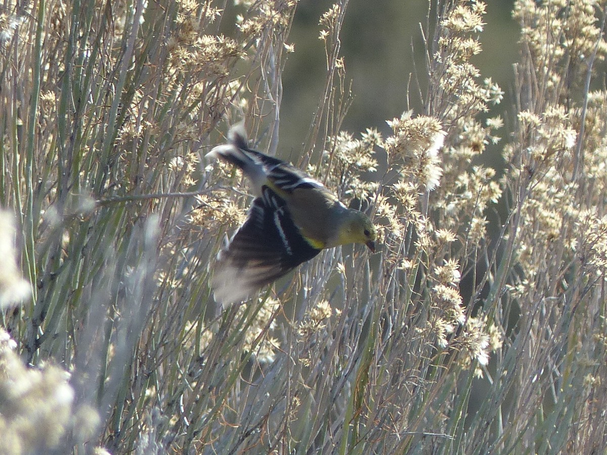 American Goldfinch - ML651659705