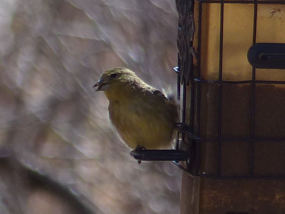 Lesser Goldfinch - ML651659760
